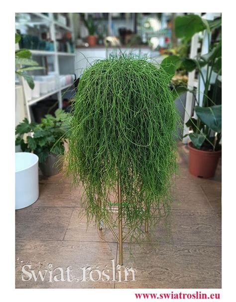 Rhipsalis Baccifera Rypsalis Wiat Ro Lin Sklep Z Ro Linami