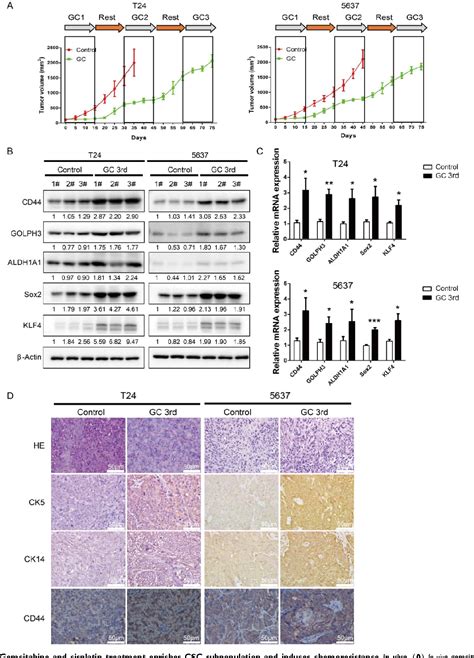 Figure From Mir A Golph Axis Abrogates Urothelial Bladder Cancer