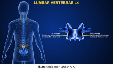 Lumbar Vertebrae L2 Bone Anatomy Labeled Stock Illustration 2055543221 ...