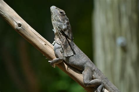 Frill Necked Lizard Climatewatch Australia Citizen Science App