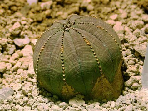 Euphorbia Obesa: Growing the Unique Baseball Euphorbia