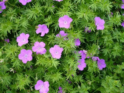 Герань кроваво-красная (Geranium sanguineum) | отзывы