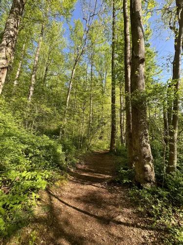 Best Forest Trails In Madison Alltrails