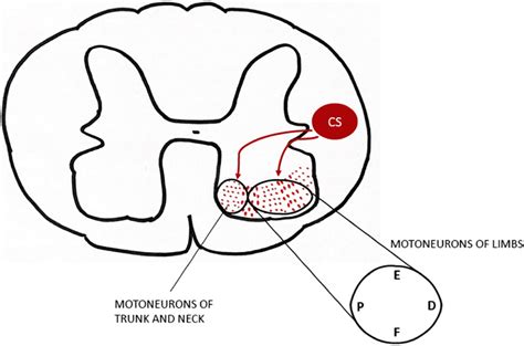 Somatotopic organization of ventral horn motor neurons: a medial group... | Download Scientific ...