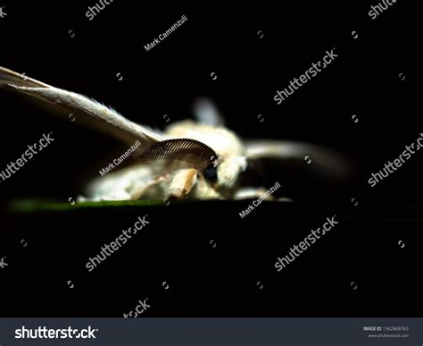 Silkworm Cocoon Moth Stock Photo 1362868763 | Shutterstock