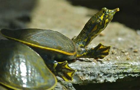 Tortuga De Caparaz N Blando Espinosa Apalone Spinifera