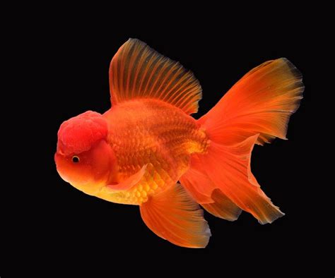 Oranda Goldfish (Pair) – Wonder Pets and Aquariums