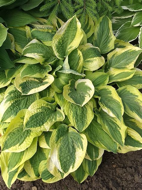 Hosta 'Mama Mia' (Hosta 'Mama Mia') - PictureThis