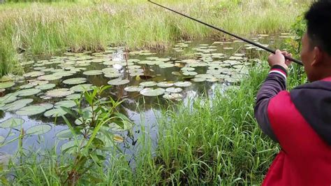 Cara Mancing Ikan Nila Sungai - Hobi Mancing