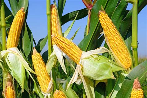 Linterdiction du maïs OGM MON810 de Monsanto annulée par le Conseil dEtat