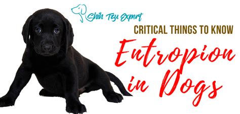 Entropion in Dogs is a major discomfort! What Can I do about it? [Solved]