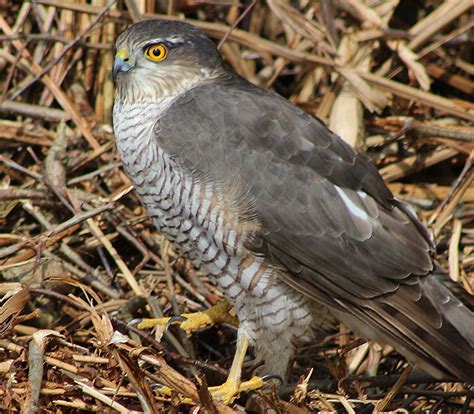 Sparrowhawk Cropped Bob Mayo Flickr