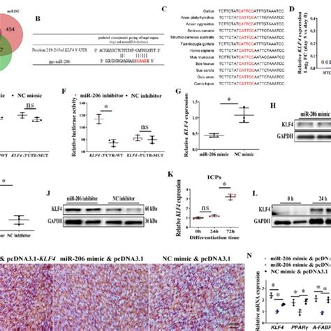 KLF4 Is The MiR 206 Target Gene Functioning As An Activator Of