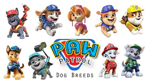 Breeds Of Dogs From Paw Patrol - Infoupdate.org