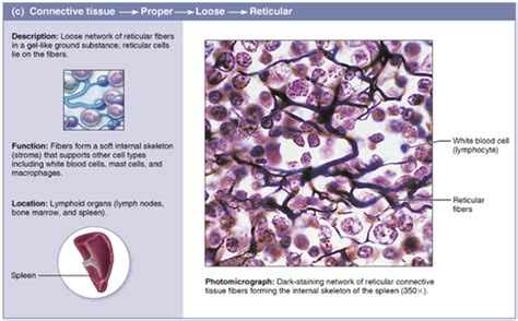 Reticular Connective Tissue Reticular Tissue Function Fibers | Hot Sex ...