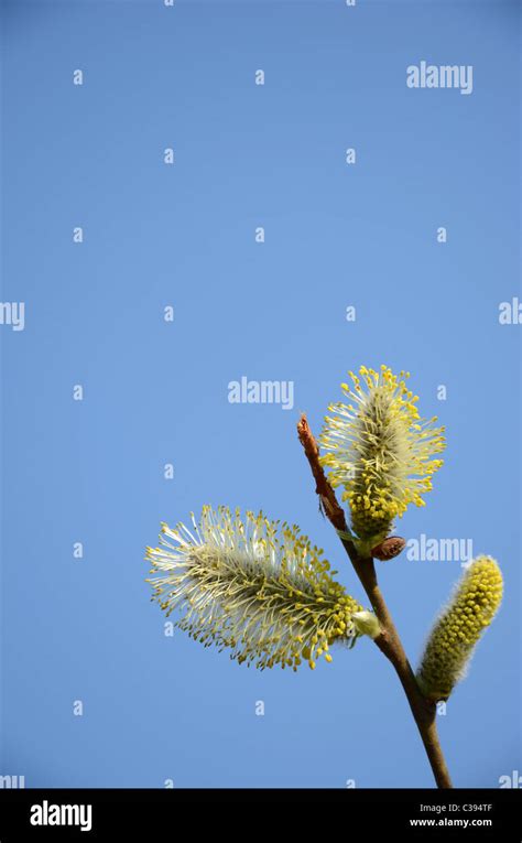 Close Up Of Pussy Willow Blooms Looks Like A Gold Colored Spring