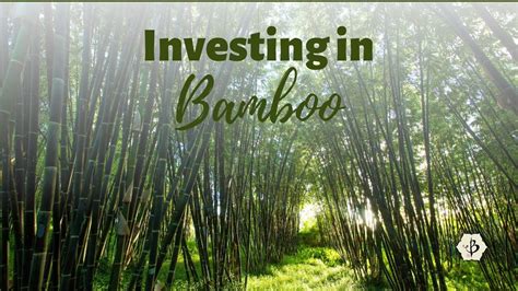 Investing In Bamboo Strategies For Growth Youtube