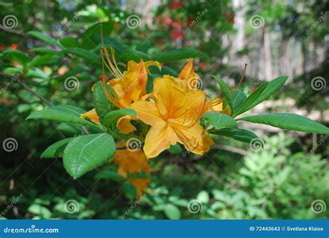 Flor Da Planta Do Rododendro Flores Alaranjadas Imagem De Stock