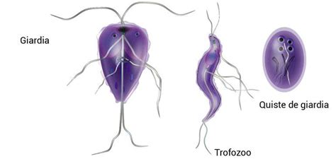 Giardiasis Escolar Abc Color