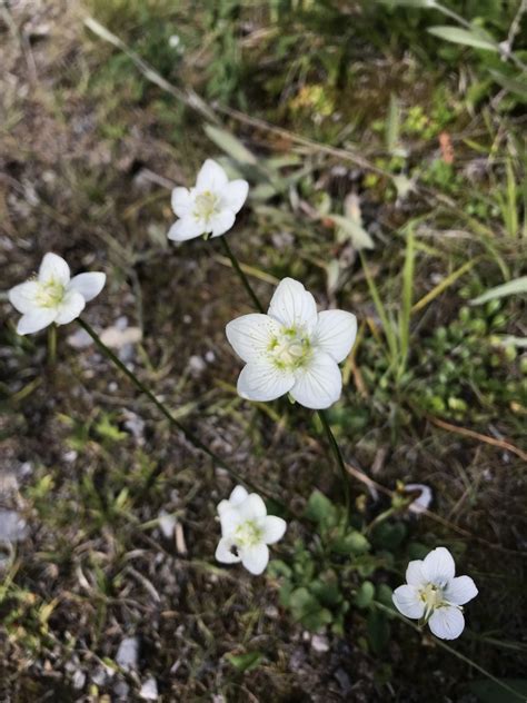 Marsh Grass Of Parnassus From Muncho Lake Provincial Park Northern