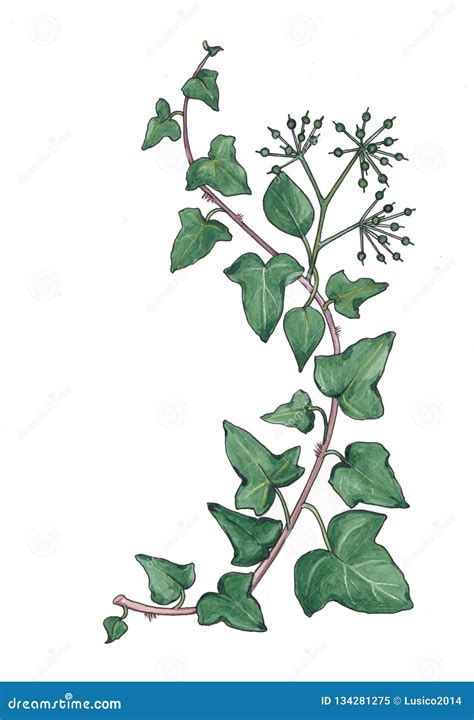 Watercolor Botanical Illustration Of Ivy Branch Stock Illustration