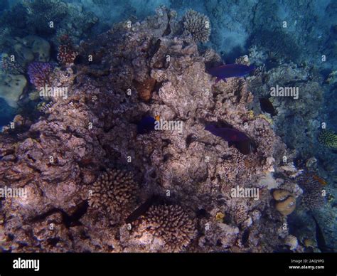 Snorkeling, Sharm el Sheikh, Egypt Stock Photo - Alamy