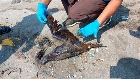 Derrame de 6 mil barriles de petróleo en el mar contamina fauna playas