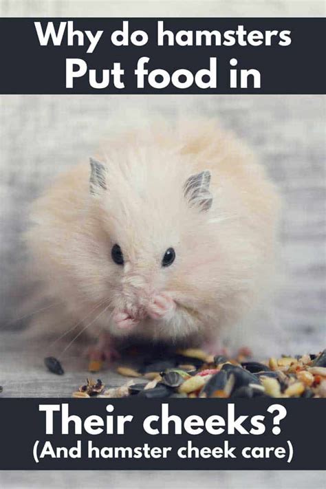 Why Do Hamsters Put Food In Their Cheeks And What You Need To Know