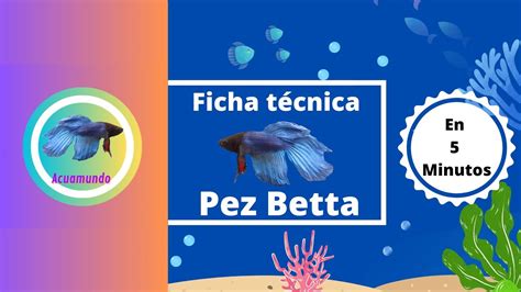 Pez betta Ficha técnica y guía de cuidados Acua Mundo YouTube