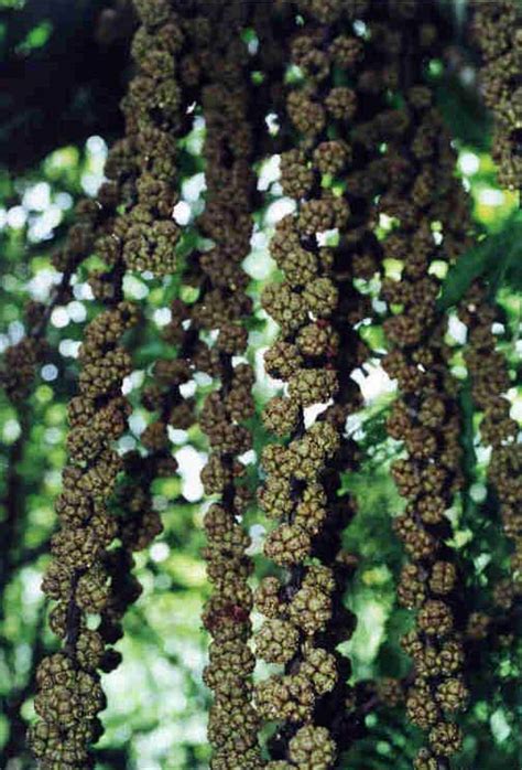 Ficus Minahassae Moraceae Image At Phytoimages Siu Edu