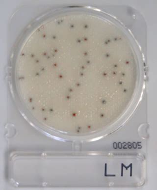 Compact Dry LM Listeria Mono 40 Stk Food Diagnostics