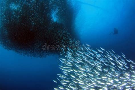 Sardine Run in Moalboal stock image. Image of cebu, fish - 110870111