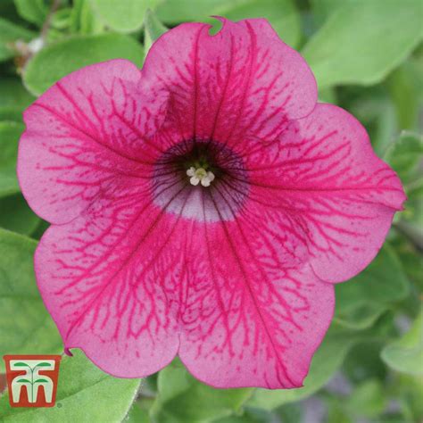 Petunia Trailing Surfinia Hot Pink Plug Plants Thompson And Morgan