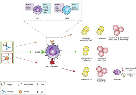 Frontiers Tolerogenic Immunotherapy Targeting Dc Surface Receptors