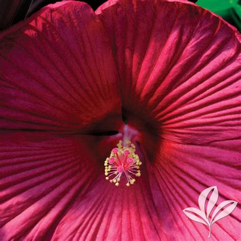 Hibiscus Hibiscus 'Balhibred' Luna™ Red Hardy Hibiscus from Greenleaf ...