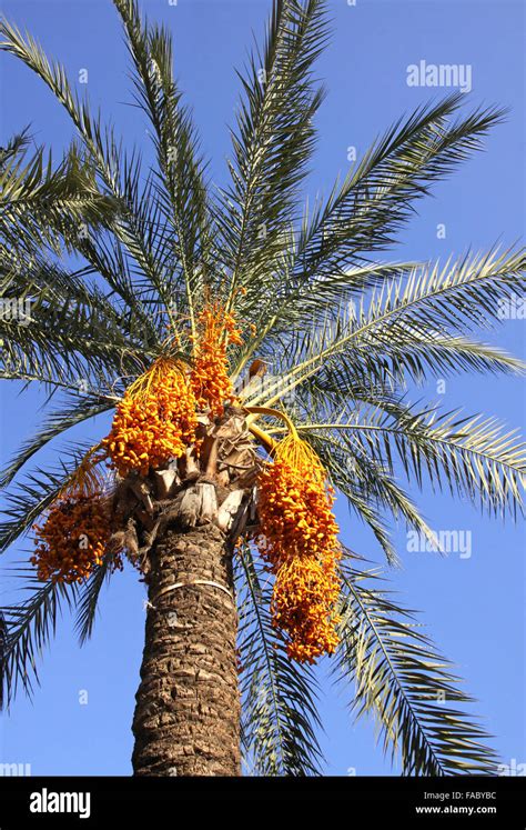 Close Up Date Palm Tree With Dates Stock Photo Alamy