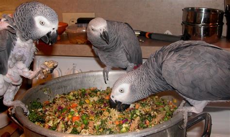 Diy Parrot Chop African Grey Parrot Parrot Parrot Food Recipe