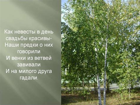 Русские березки - online presentation
