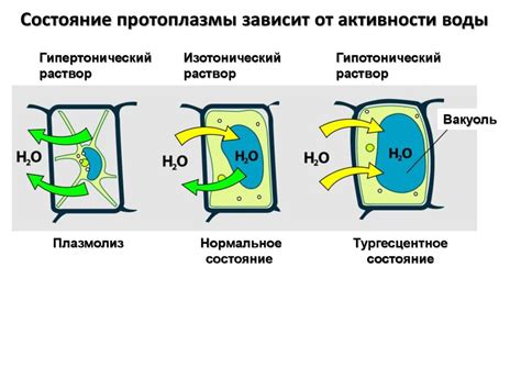 Физиология растений - online presentation
