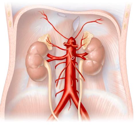 Abdominal Aorta Diagram Quizlet