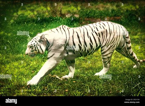 The White Bengal Tiger Is A Subspecies Of Tiger Found Throughout The