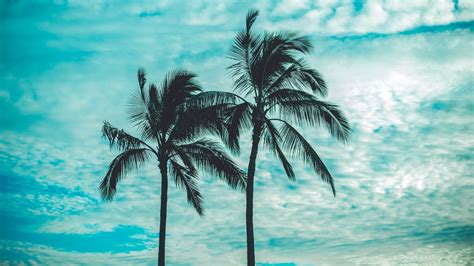 Palm Trees Wallpaper 4k