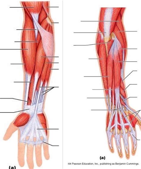 Anterior Forearm Muscles Diagram Quizlet