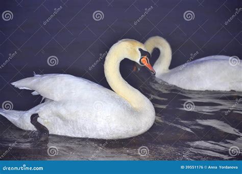 Dazzling White Swans Couple At Night Sea Stock Photo Image Of