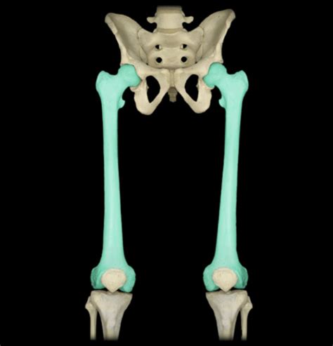 The Lower Limb Femur Patella Fibula Tibia Flashcards Quizlet