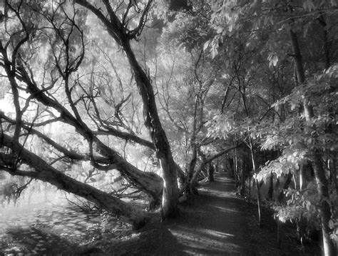 How To Enhance Your Black And White Images With Infrared Photography