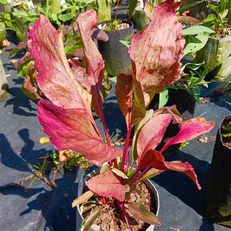 Oligoneuron rigidum Stiff Goldenrod — Bug Lovers Native Plants
