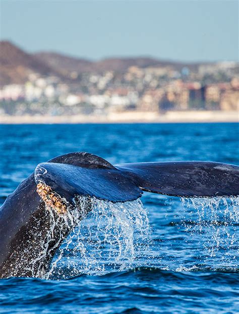 2 Cruises in Sea of Cortez, Mexico - LiveAboard.com