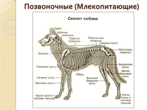 Позвоночник собаки схема позвонков с обозначение