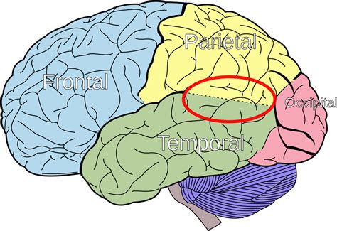 Lobes Of The Brain Clipart Large Size Png Image Pikpng